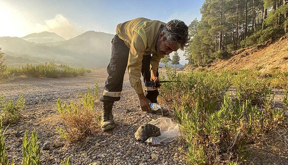 Gündoğmuştaki-yanginda-mahsur-kalan-kaplumbağayi-orman-işçileri-kurtardi