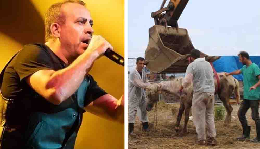 Hopada-olume-terk-edilen-atlar-icin-Haluk-Levent-devreye-girdi