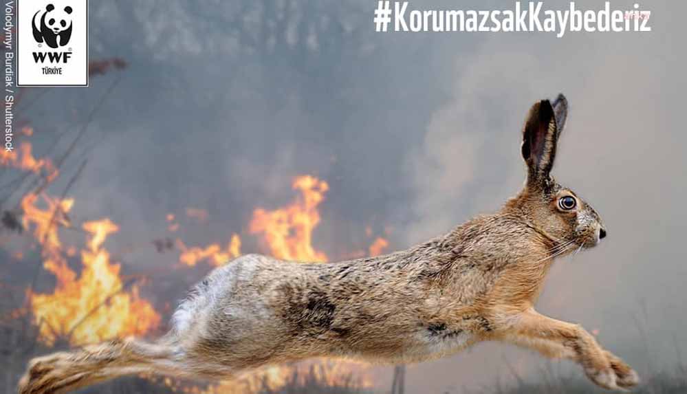 WWF-Türkiye,-yangında-zarar-gören-canlılar-için-harekete-geçiyor