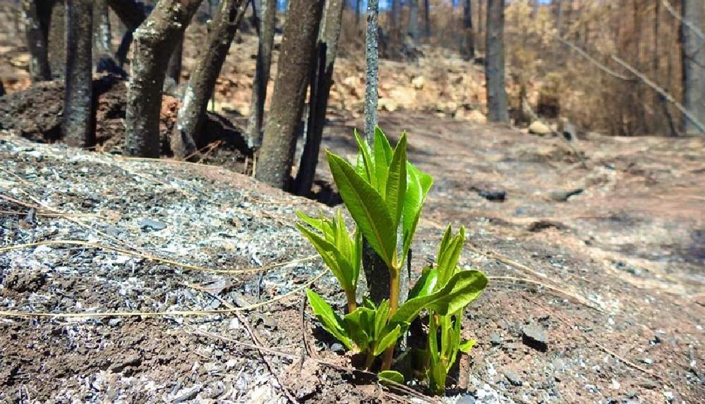 marmariste-yanginlar-sonrasi-doga-canlanmaya-basladi (1)