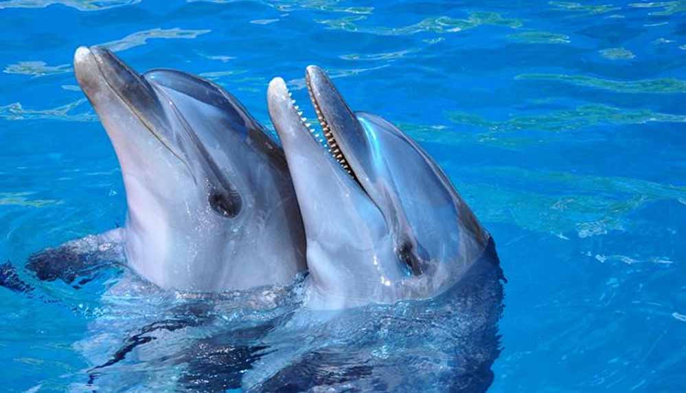 yunuslarda-gorulen-yeni-virus-deniz-yasamini-tehlikeye-atabilir