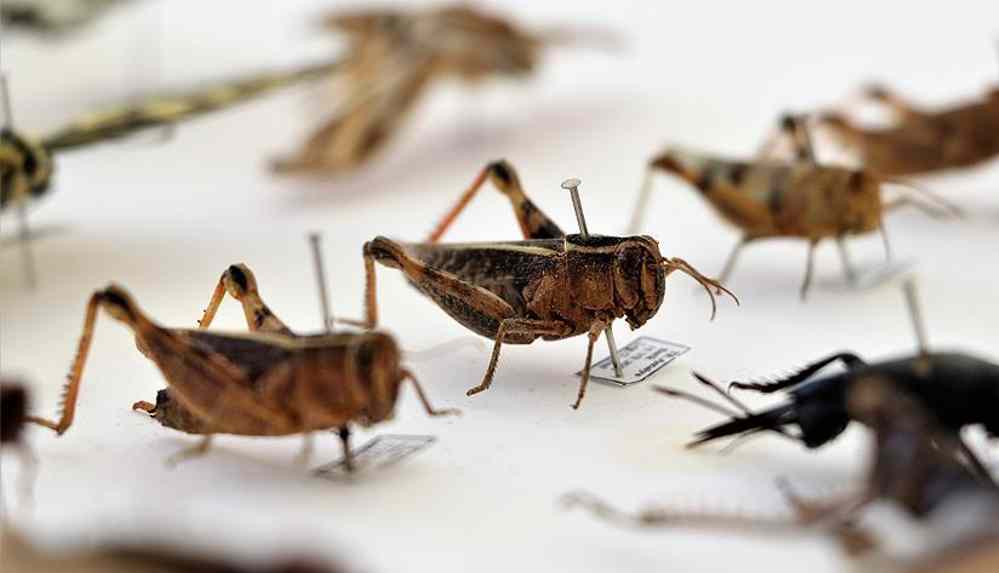 Yenilebilir böcekler süpermarketlerde satılacak!