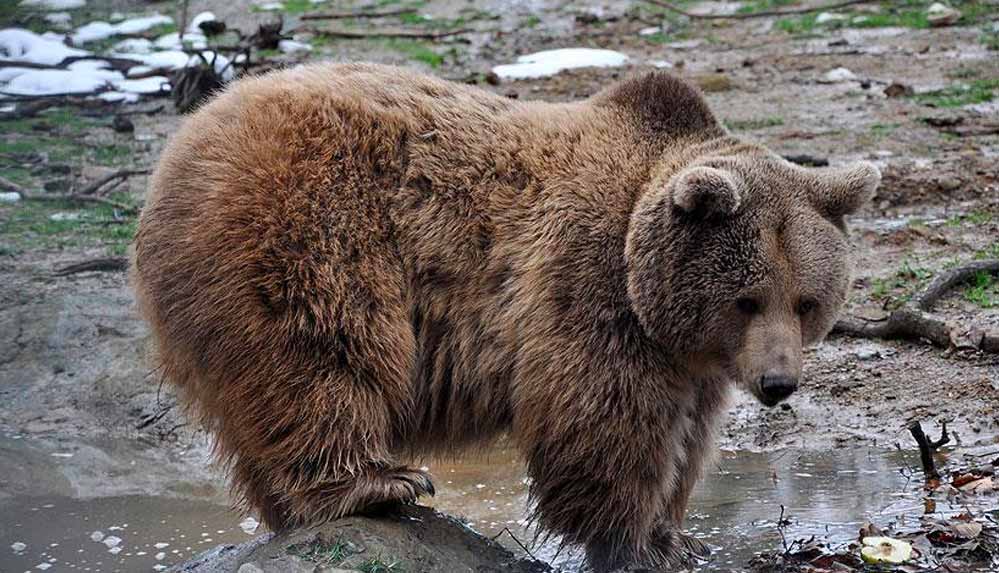 olu-bulunan-ayinin-beklenmedik-katili-otopside-ortaya-cikti