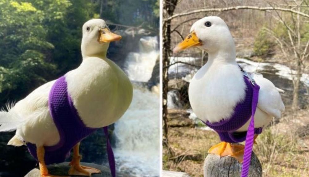 tiktok-fenomeni-ordek-ayda-4-bin-500-dolar-kazaniyor