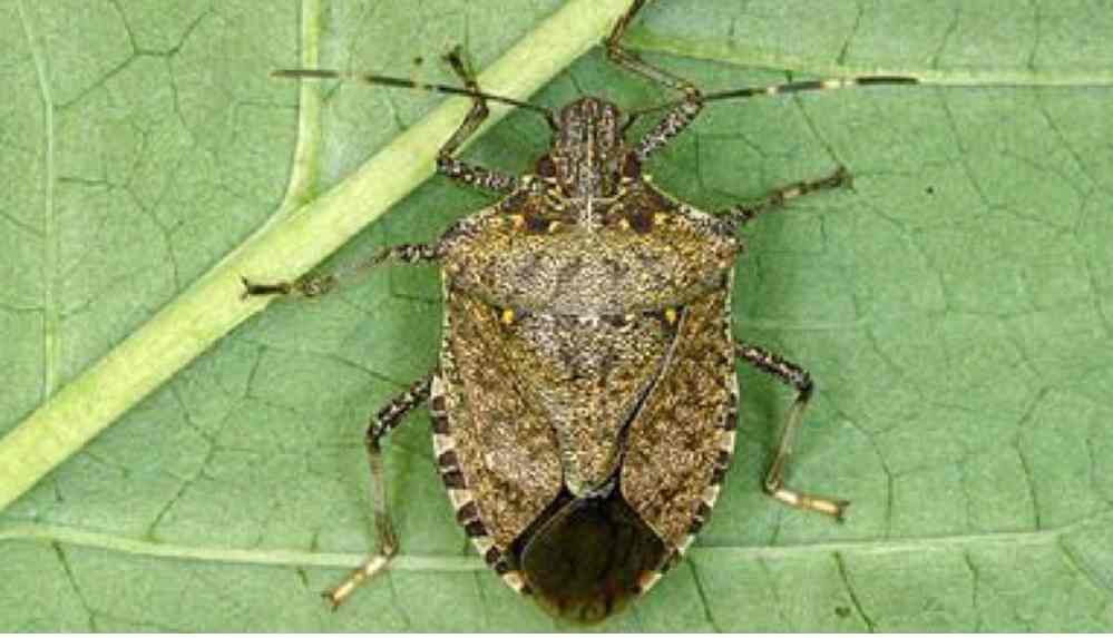 Birleşik Krallık'ta kokarca böceği tehdidi