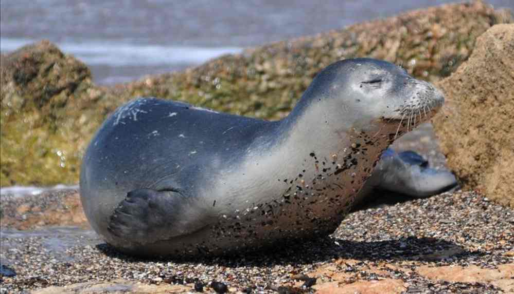 Birleşik Krallık'ta nadir görülen bir kuş gribine rastlandı_ Üç fok ve bir tilki yaşamını yitirdi