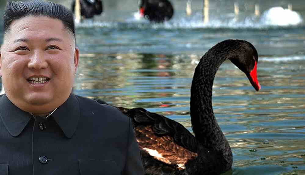 Gıda kıtlığında kuğuları yemeye karar verdiler!