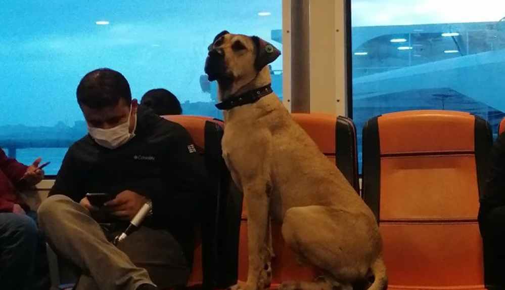 İstanbul'u toplu taşımayla gezen köpek dünya basınında