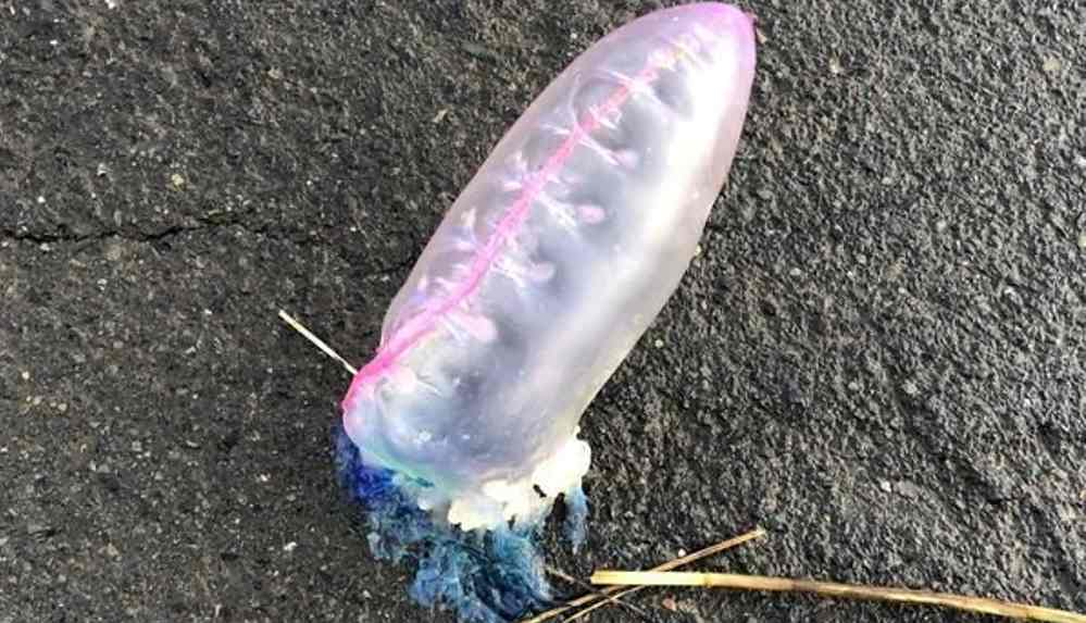 İngiltere’de denizanası istilası alarmı_ Zehri ölümcül olabilir (1)