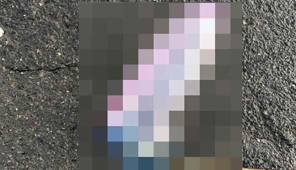 İngiltere’de denizanası istilası alarmı_ Zehri ölümcül olabilir