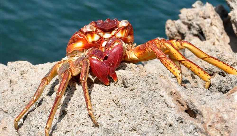 Kazanan teklifi veren kişinin, eyalette kaplıca işleten bir firmanın restoran şefi olduğu açıklandı.