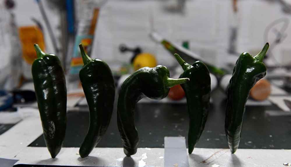 NASA açıkladı_ Uzayda yetiştirilen biberler hasat edildi