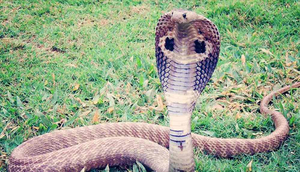 Tuvaletteyken penisini kobra ısırdı, yenisi yapıldı