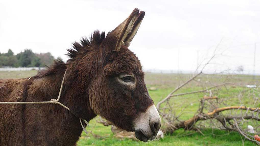 Eşeğe-tokat-atan-şahıs,-tüm-yaptıklarını-mahkemede-itiraf-etti