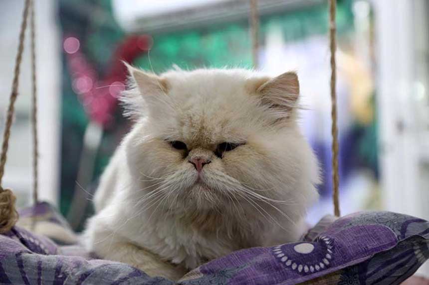 Esra Sönmezer’in gözyaşları… Kedim için 1.5 milyon TL harcadım!