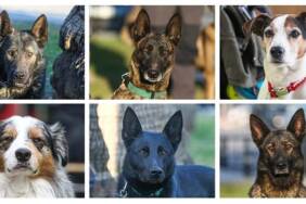 Arama-kurtarma-kopekleri-hassas-burunlariyla-enkaz-altindaki-yuzlerce-cana-umut-oldu