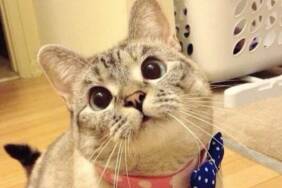 45-milyon-takipcisi-olan-dunyanin-en-populer-kedisi-sahibine-100-milyon-dolar-kazandirdi-2