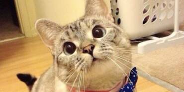 45-milyon-takipcisi-olan-dunyanin-en-populer-kedisi-sahibine-100-milyon-dolar-kazandirdi-2