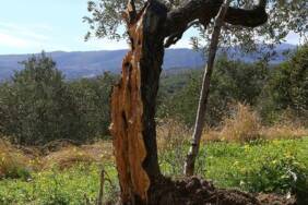 Hatayda-yasanan-depremde-80-yillik-zeytin-agaci-ortadan-ikiye-bolundu