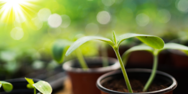 İngiltere'de meyve sebze kıtlığı nedeniyle tohum satışlarında büyük artış