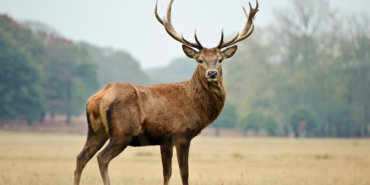 site foto ölcusu (37)