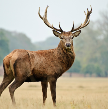 site foto ölcusu (37)