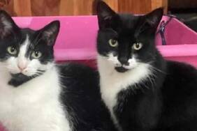 Britanya’da-şaşkınlık-yaratan-hırsız-kedi--Eşyaları-çalıp-eve-getiriyor