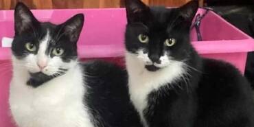 Britanya’da-şaşkınlık-yaratan-hırsız-kedi--Eşyaları-çalıp-eve-getiriyor