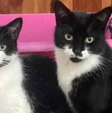 Britanya’da-şaşkınlık-yaratan-hırsız-kedi--Eşyaları-çalıp-eve-getiriyor