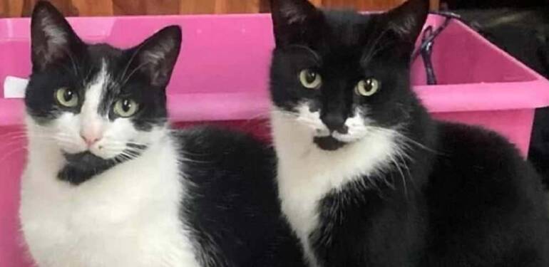 Britanya’da-şaşkınlık-yaratan-hırsız-kedi--Eşyaları-çalıp-eve-getiriyor