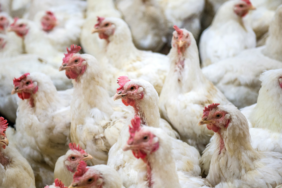 site foto ölcusu - 2023-06-29T190436.177