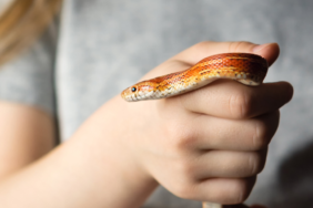 site foto ölcusu (11)