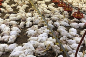 site foto ölcusu - 2023-07-11T213823.488