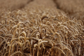 site foto ölcusu (72)