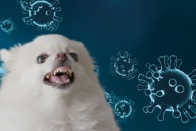 site foto ölcusu - 2023-09-19T225917.518