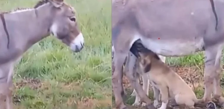 Anneleri ölen iki köpek yavrusun süt annesi eşek oldu…