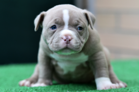 site foto ölcusu (57)