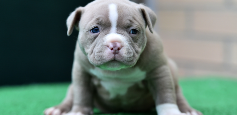 Birleşik Krallık’ta yavru bir köpeğin işkenceyle öldürülmesine rekor ceza