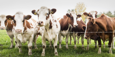 site foto ölcusu (66)