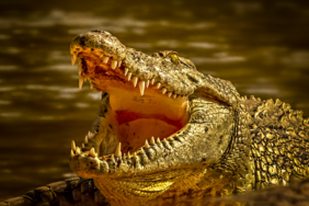 site foto ölcusu (68)