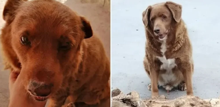 Dünyanın en yaşlı köpeği Bobi öldü