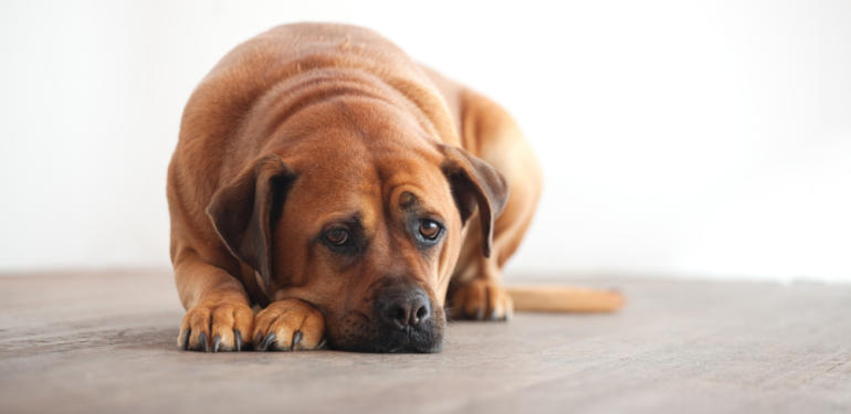 Araştırmaya göre köpekler yas tutuyor…