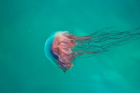 site foto ölcusu - 2023-12-11T145910.531