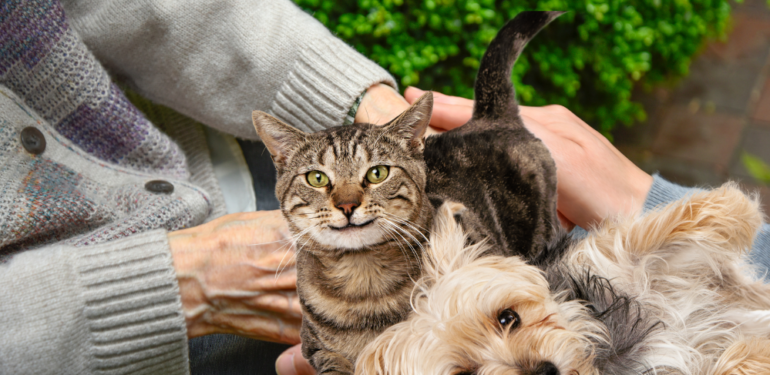 Çocukları ziyaretine gelmeyince mirasını kedi ve köpeklere bıraktı!