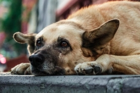 site foto ölcusu (55)