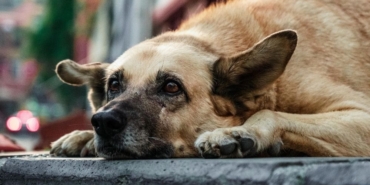 site foto ölcusu (55)