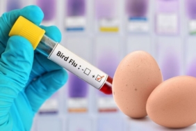 site foto ölcusu - 2024-10-31T185111.465