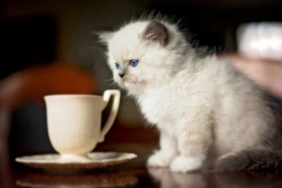 site foto ölcusu (62)