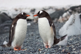 site foto ölcusu (89)