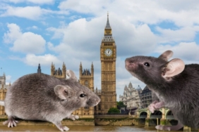 site foto ölcusu - 2025-02-16T134913.737